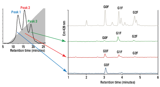 Glycan Pattern Analysis